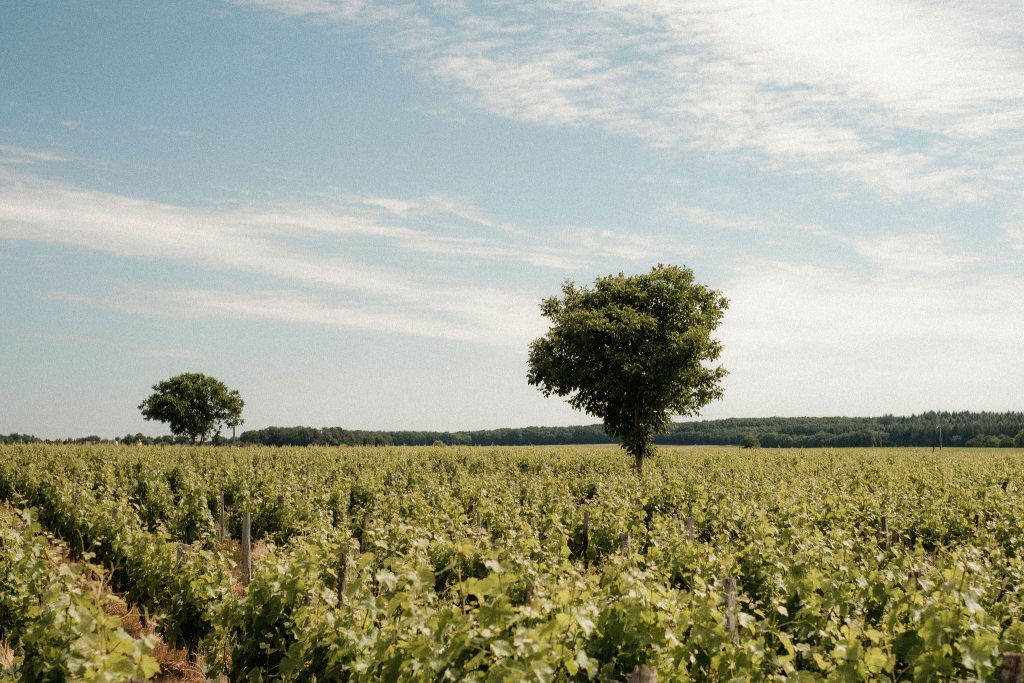 Domaine Régis Minet parcelle agroforesterie Pouilly-Fumé