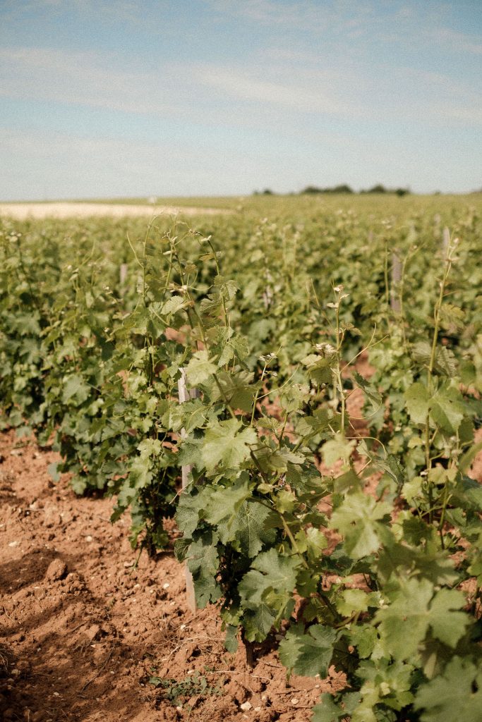 Domaine Régis Minet parcelle