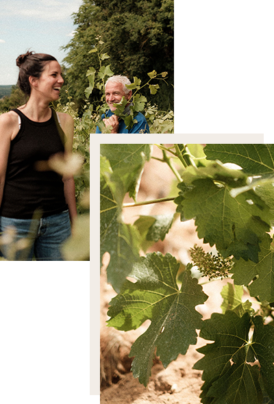 Domaine Régis Minet - travail à la vigne